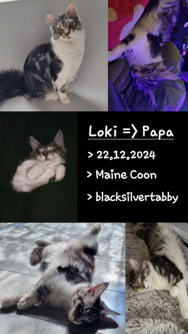 Maine Coon Kitten Kater vB