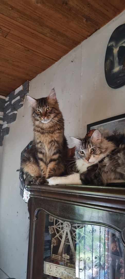 Maine Coon Kitten Kater vB