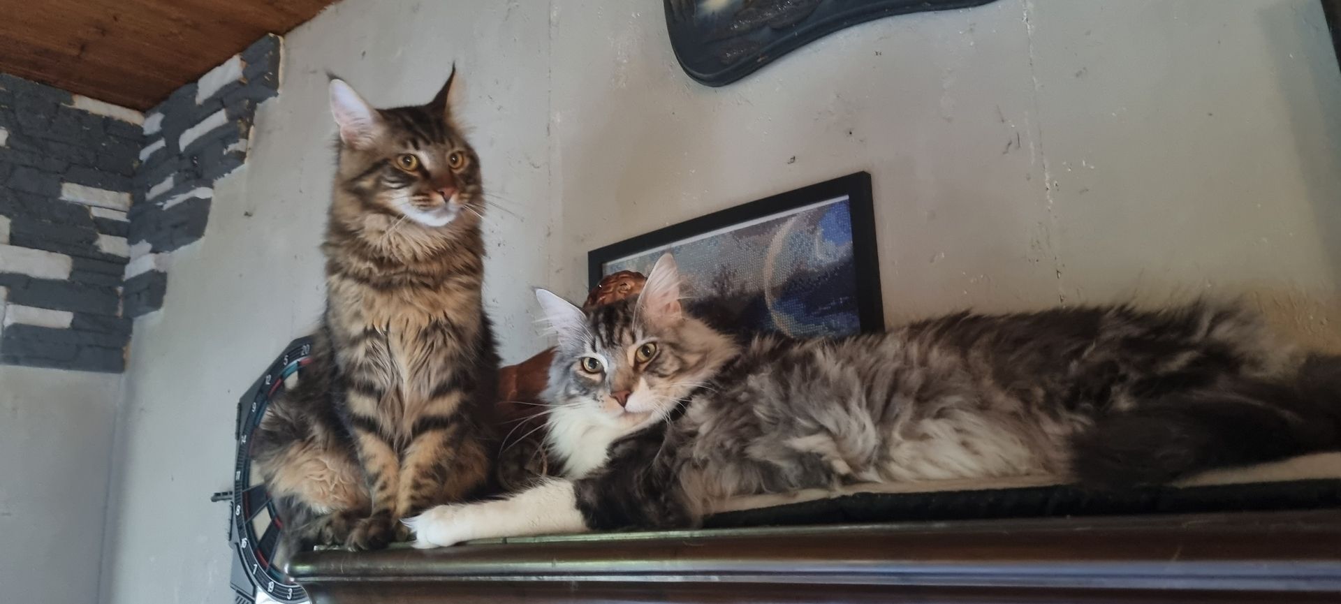 Maine Coon Kitten Kater vB