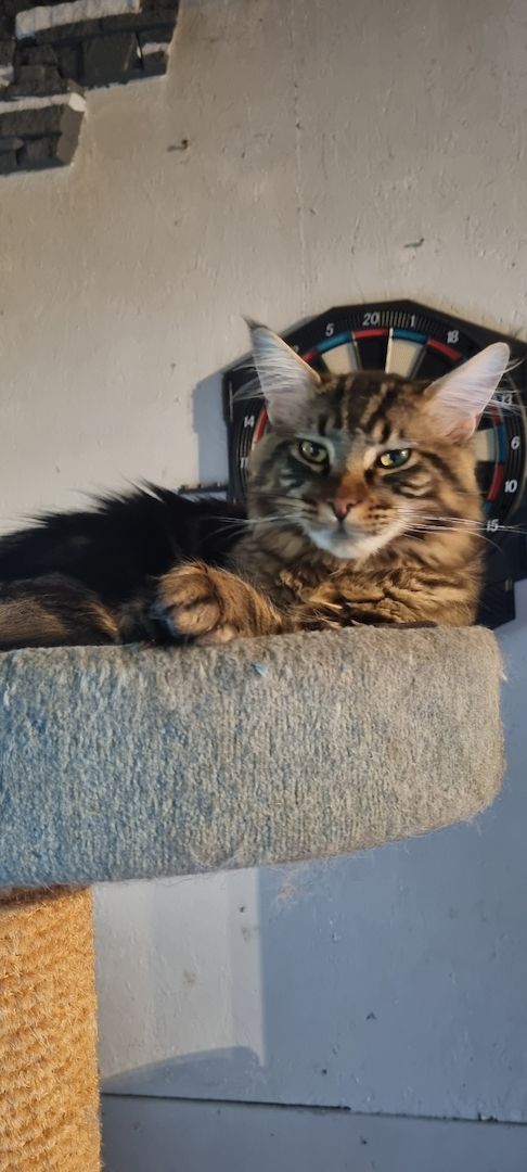 Maine Coon Kitten Kater vB