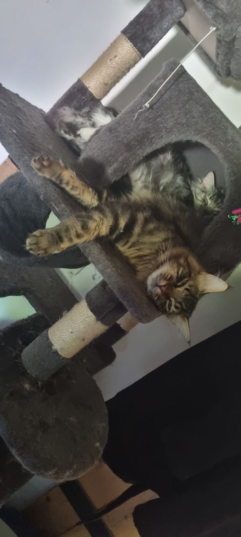 Maine Coon Kitten Kater vB