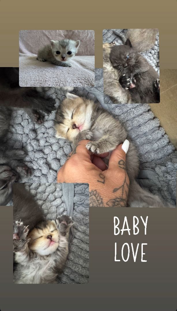 Britisch Kurzhaar kitten