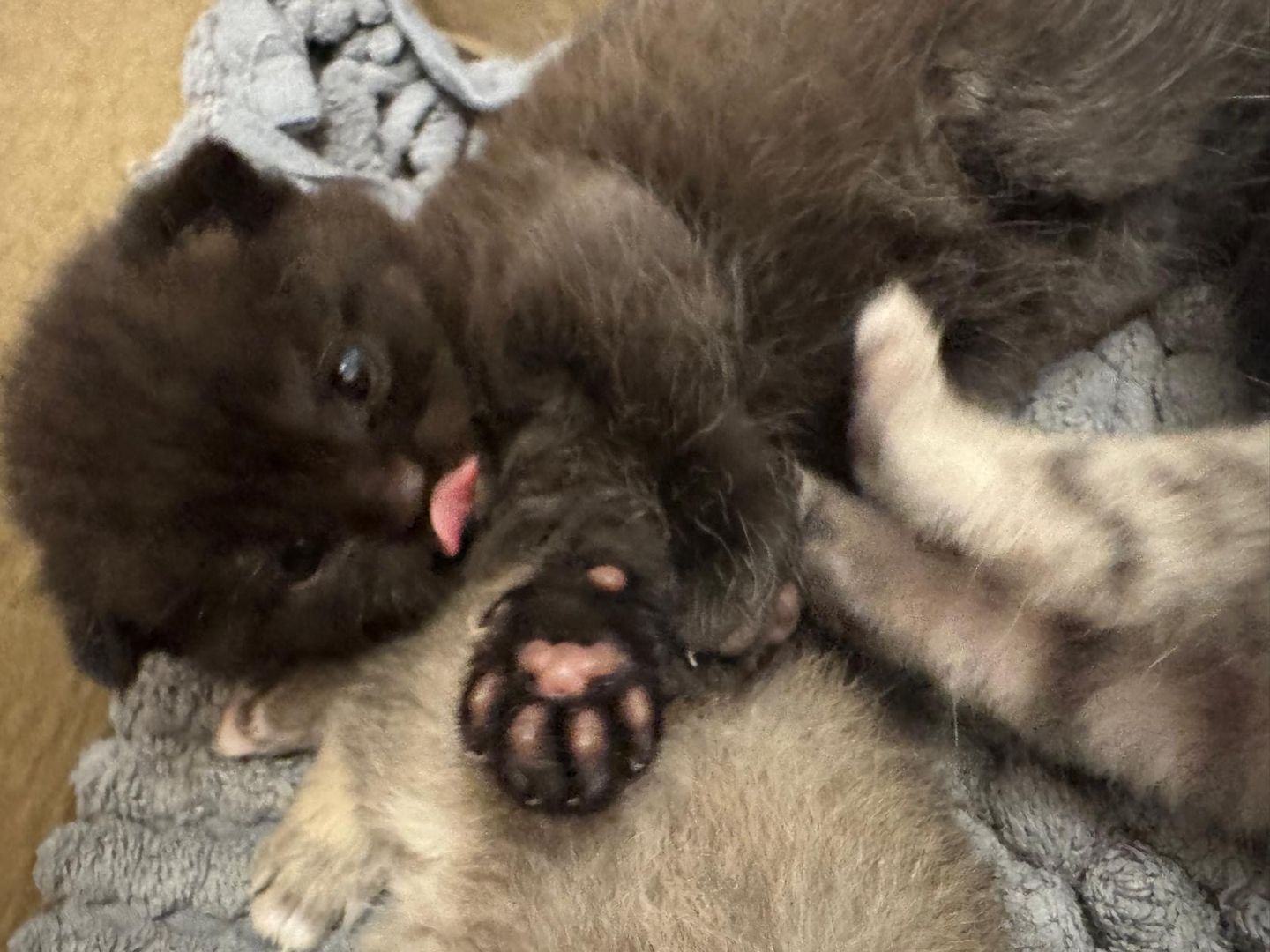 Britisch Kurzhaar kitten