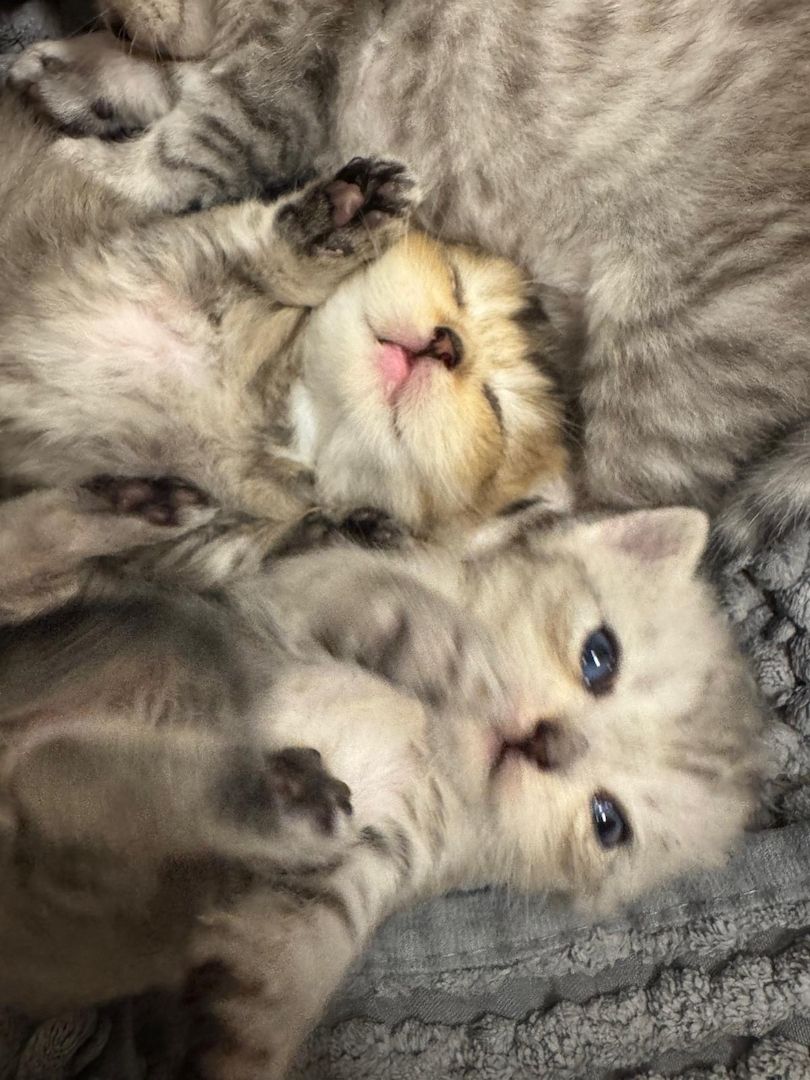 Britisch Kurzhaar kitten