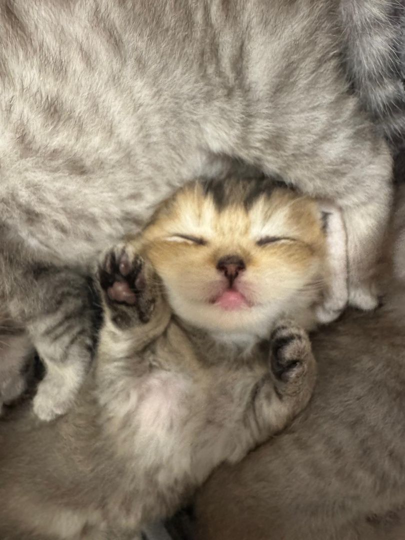 Britisch Kurzhaar kitten