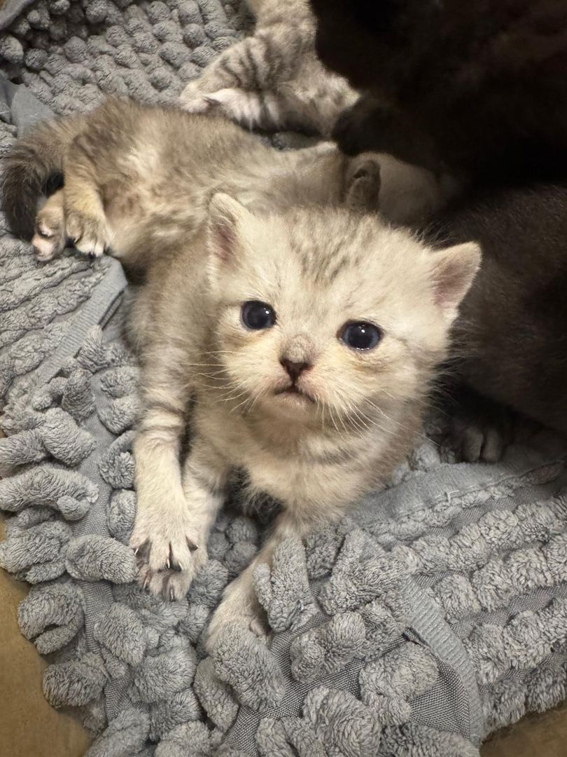 Britisch Kurzhaar kitten