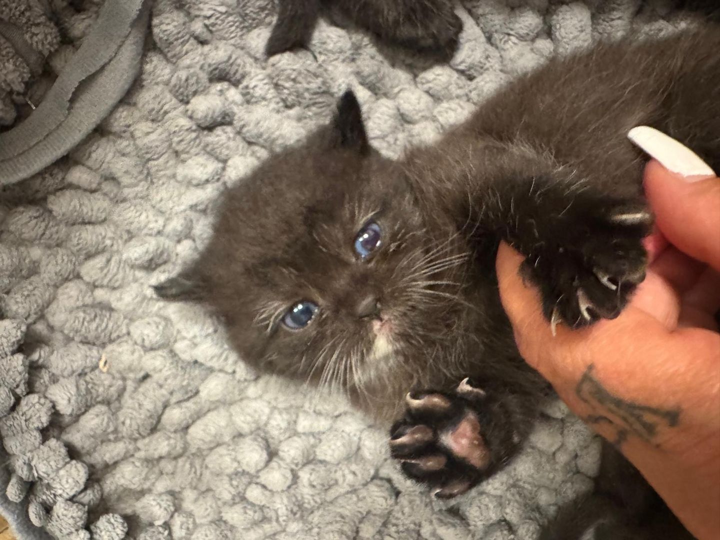 Britisch Kurzhaar kitten