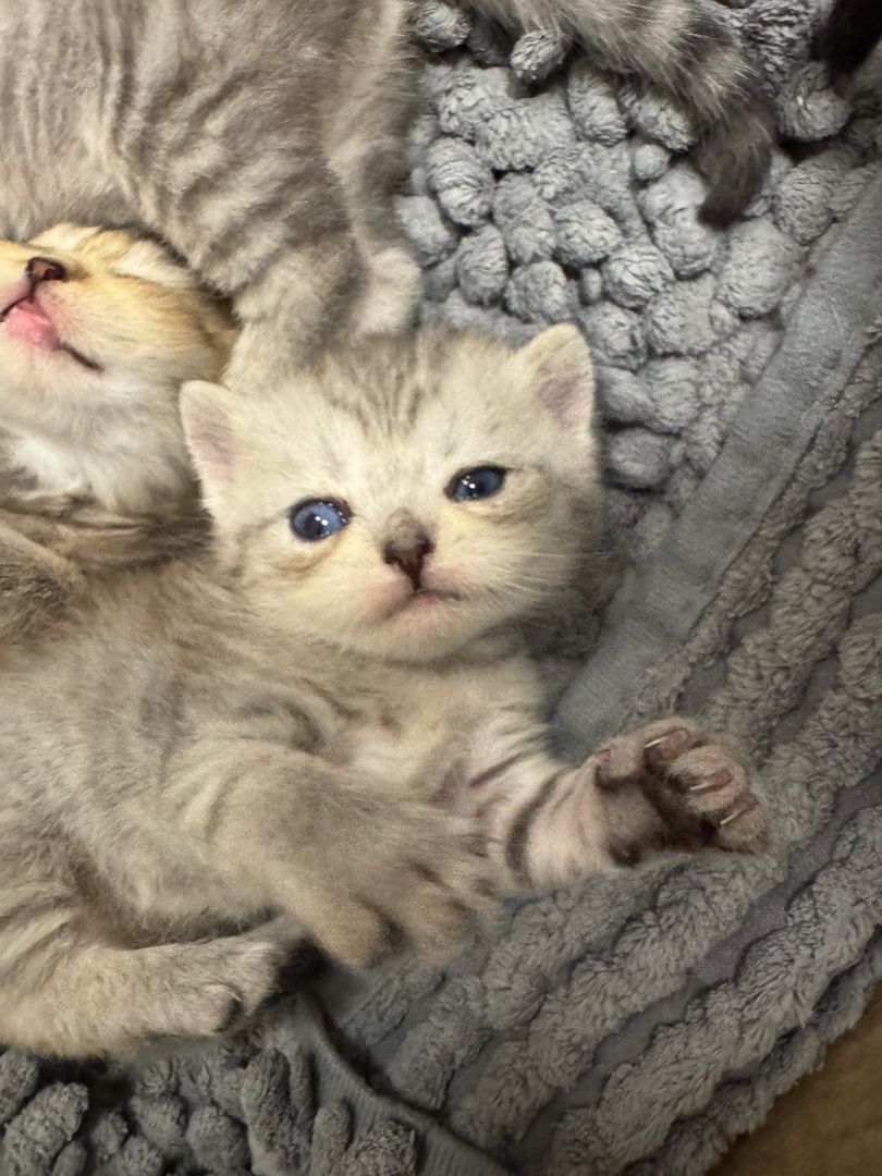 Britisch Kurzhaar kitten