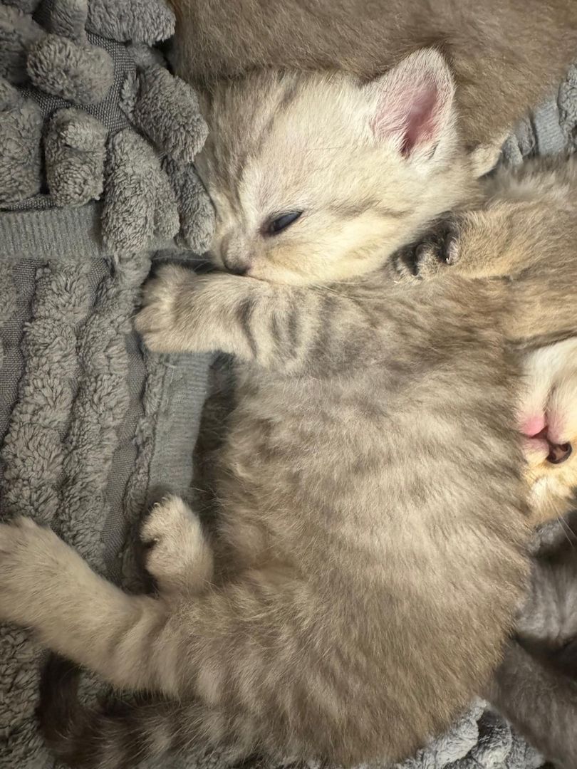 Britisch Kurzhaar kitten