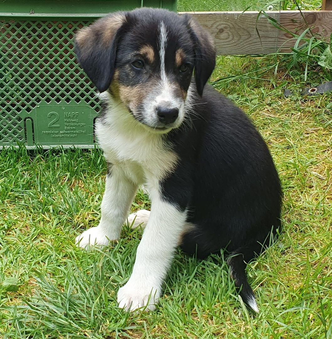 Wunderschöne Australien Shepherd Border Collie Welpen Wunderschöne Australien Shepherd Border Collie Welpen
