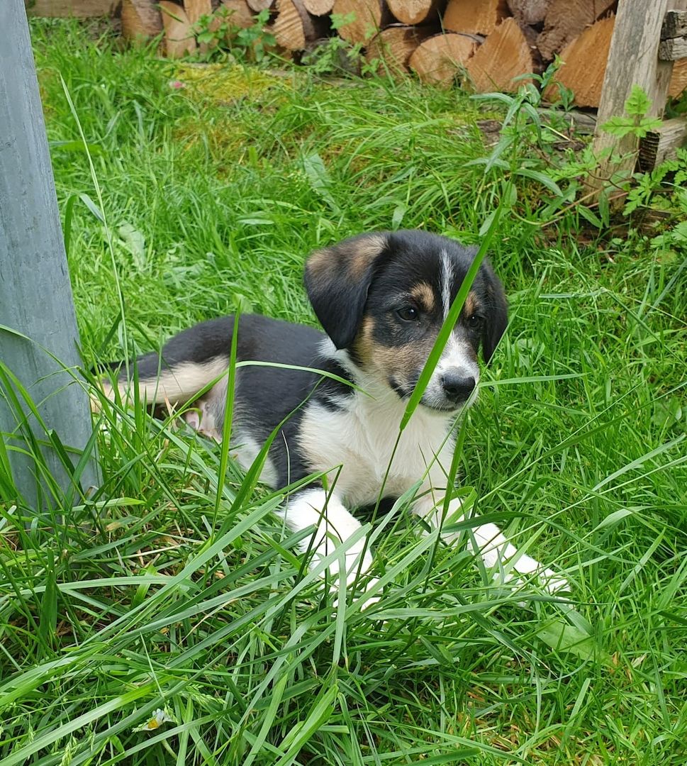 Wunderschöne Australien Shepherd Border Collie Welpen Wunderschöne Australien Shepherd Border Collie Welpen