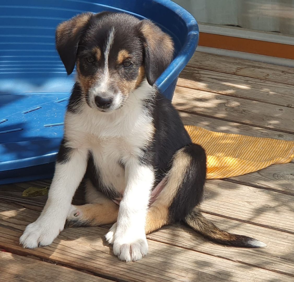 Wunderschöne Australien Shepherd Border Collie Welpen Wunderschöne Australien Shepherd Border Collie Welpen