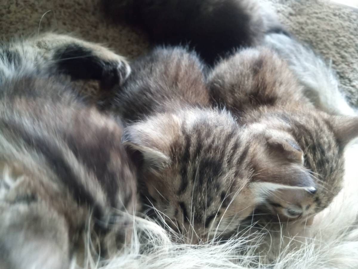 Bengal-Kätzchen mit WOW-Effekt