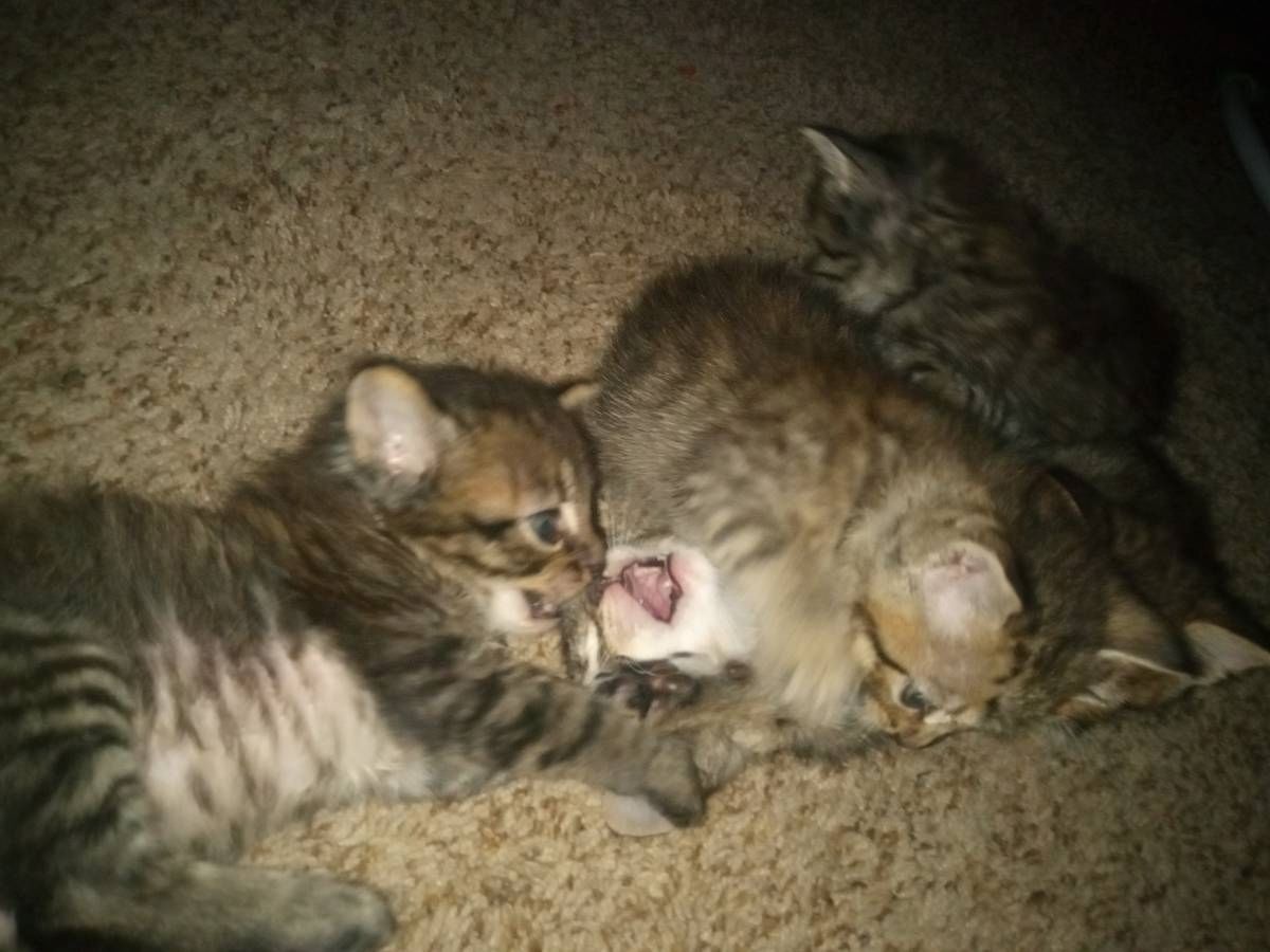 Bengal-Kätzchen mit WOW-Effekt