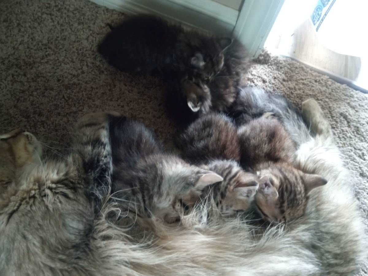 Bengal-Kätzchen mit WOW-Effekt