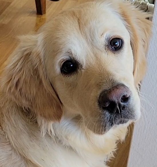 Sie sind da! Golden Retriever Welpen reinrassig Wurftag: 2. Juli 2025 - 8 Welpen 