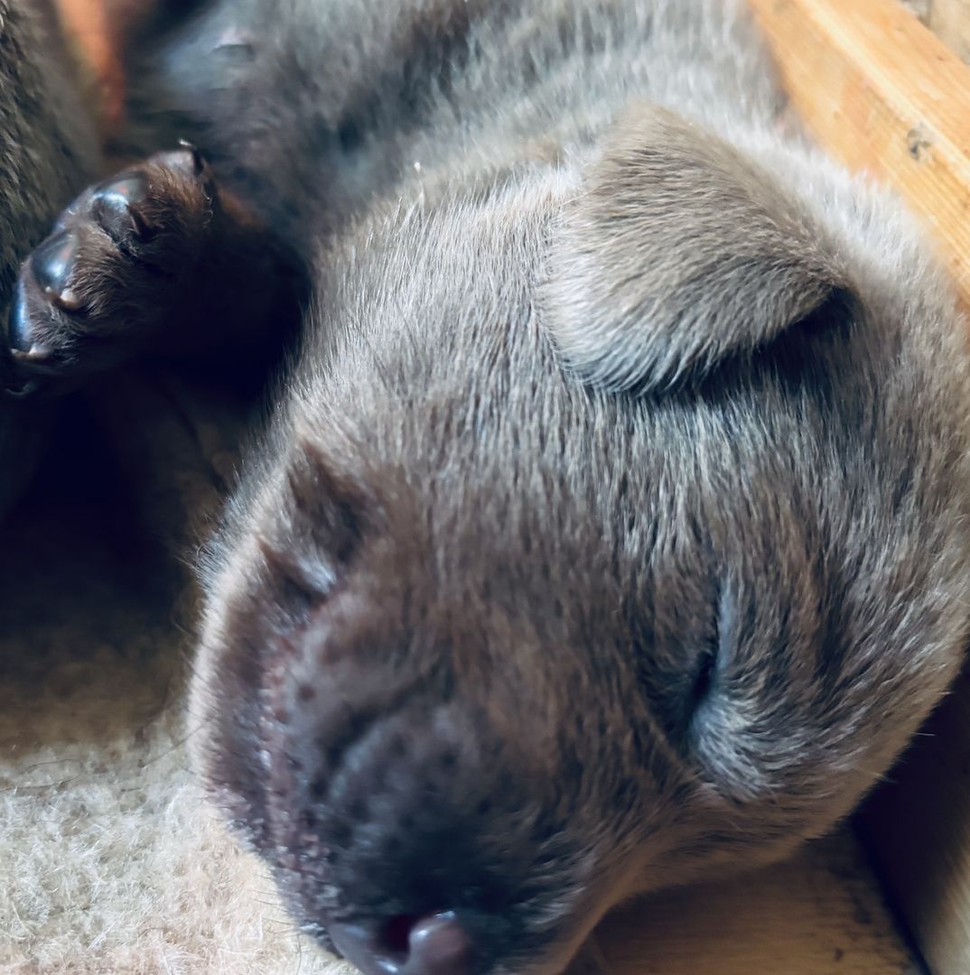 Labradorwelpen suchen ein Heim für immer