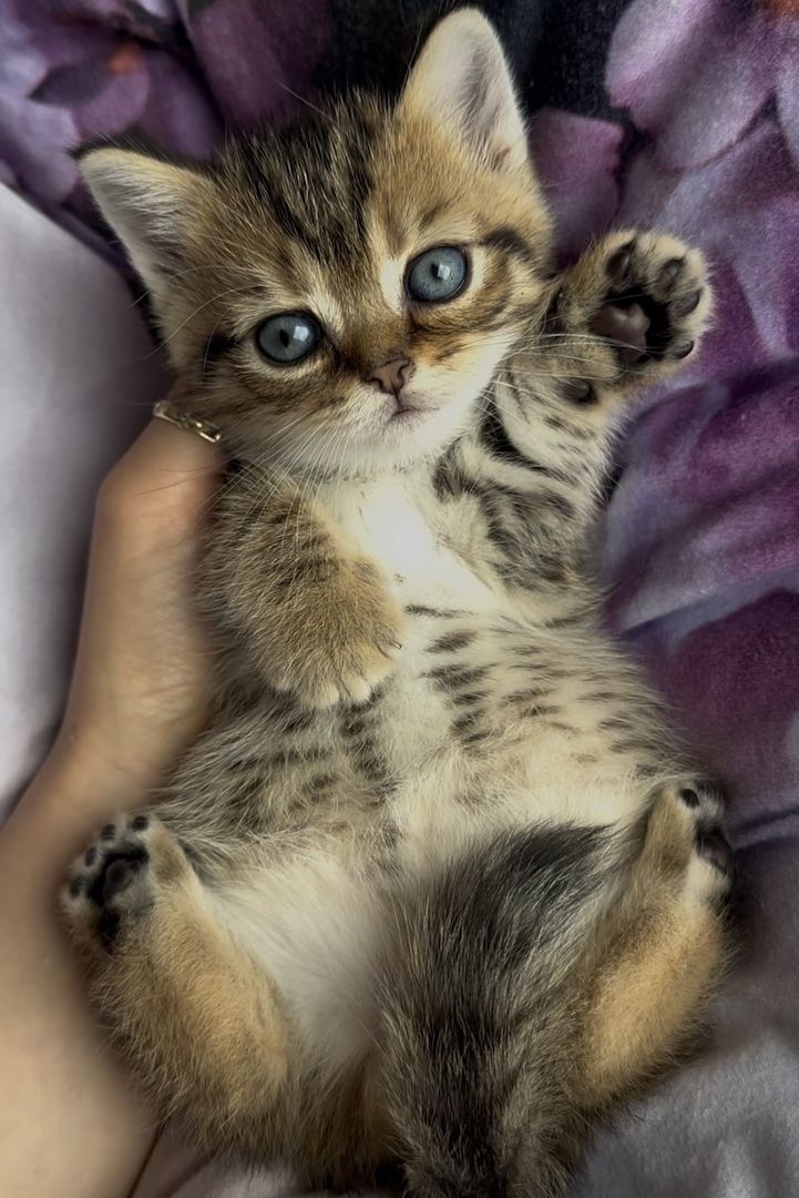 Kitten suchen liebevolles Zuhause