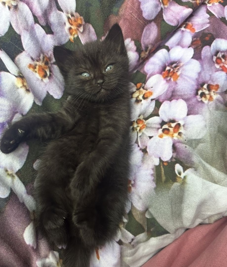 Kitten suchen liebevolles Zuhause