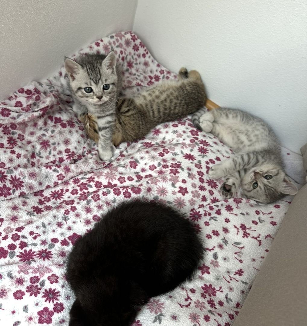 Kitten suchen liebevolles Zuhause