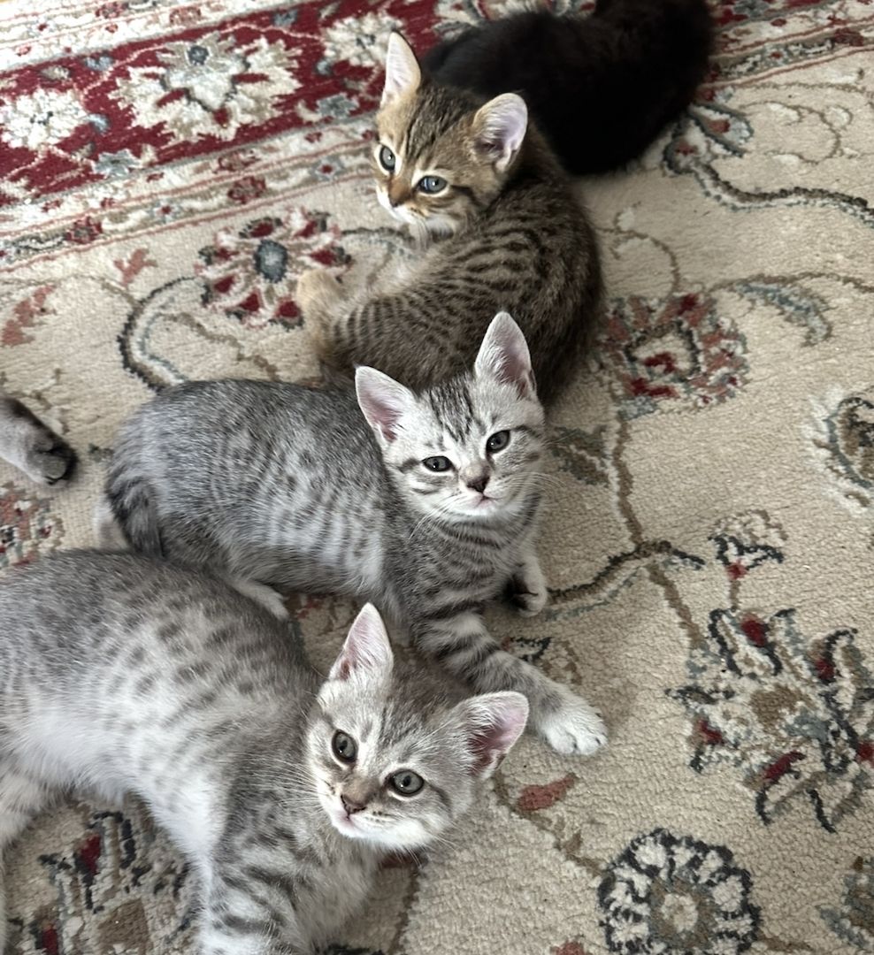 Kitten suchen liebevolles Zuhause