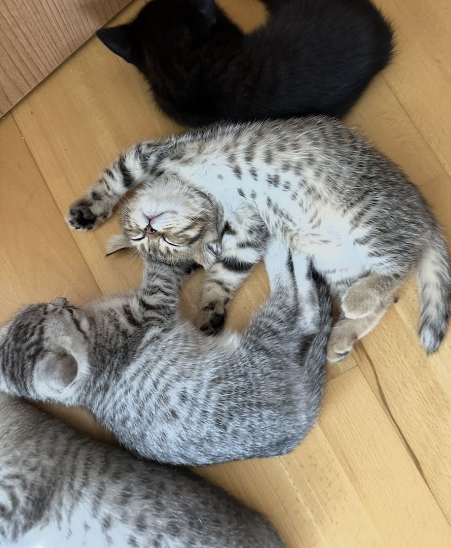 Kitten suchen liebevolles Zuhause