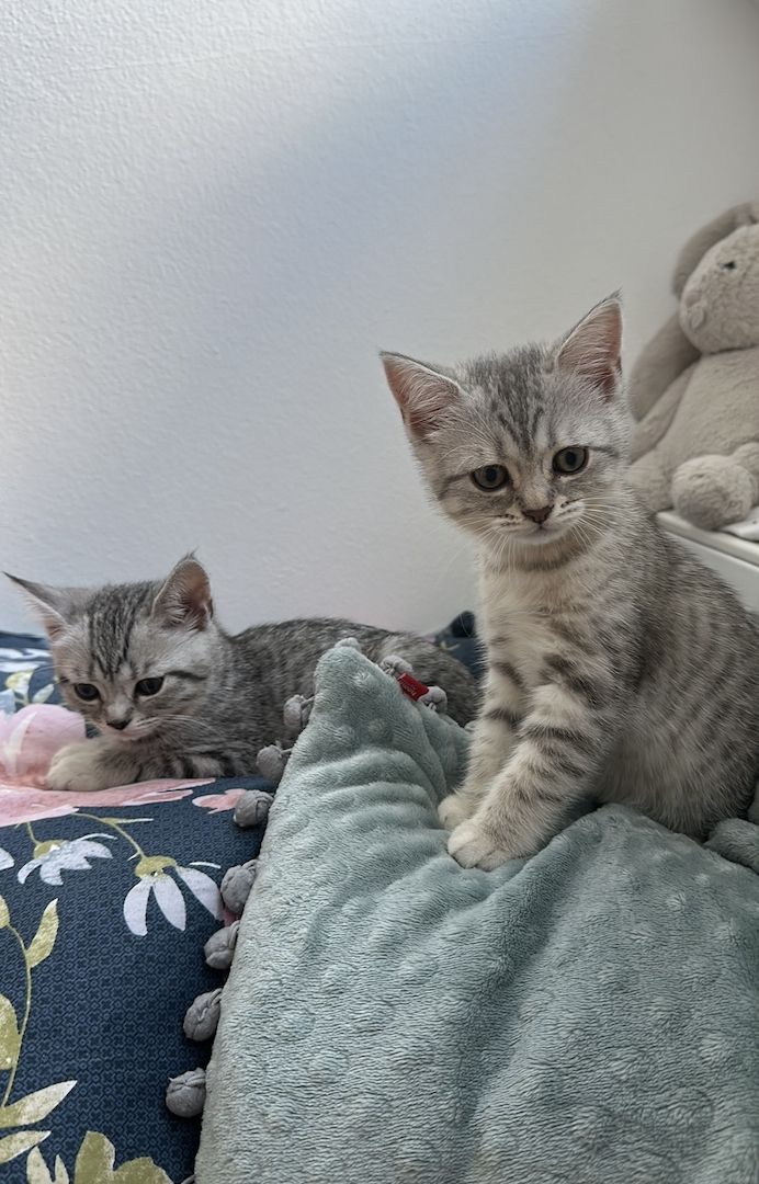 Kitten suchen liebevolles Zuhause