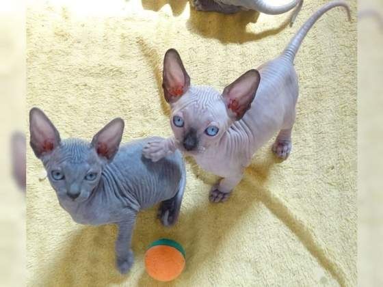 Schöne Sphynx-Kätzchen