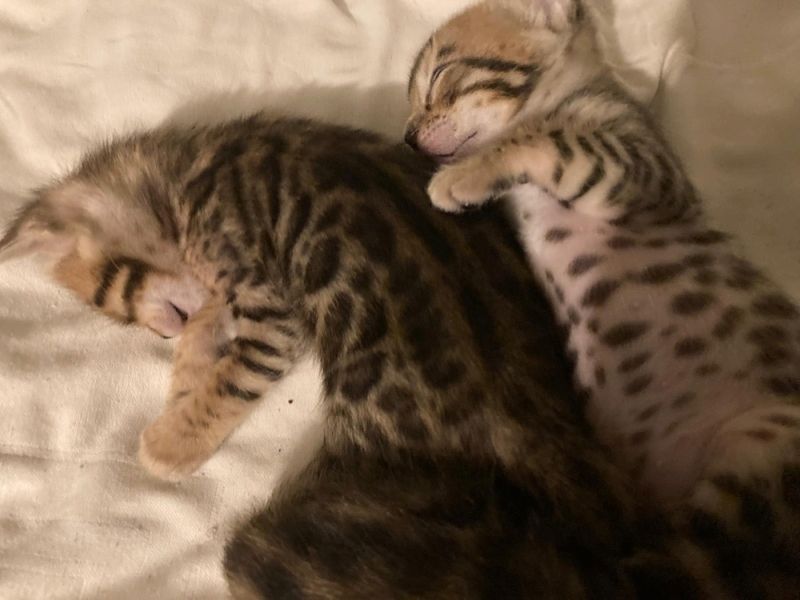 Gesunder Bengal-Wurf