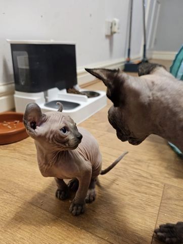 Sphynx-Kätzchen