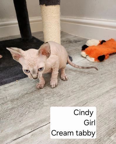 Sphynx-Kätzchen zu verkaufen