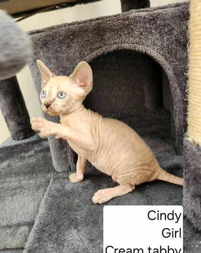 Sphynx-Kätzchen zu verkaufen