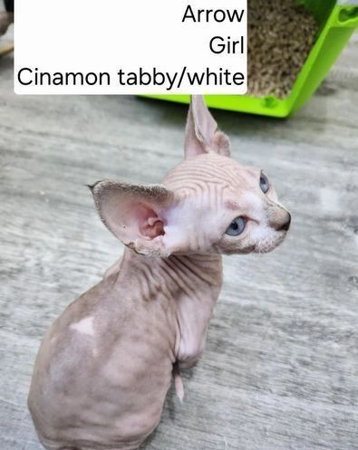 Sphynx-Kätzchen-Wurf