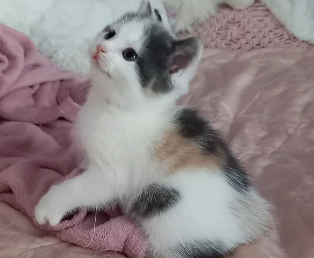 Europäisch Kurzhaar