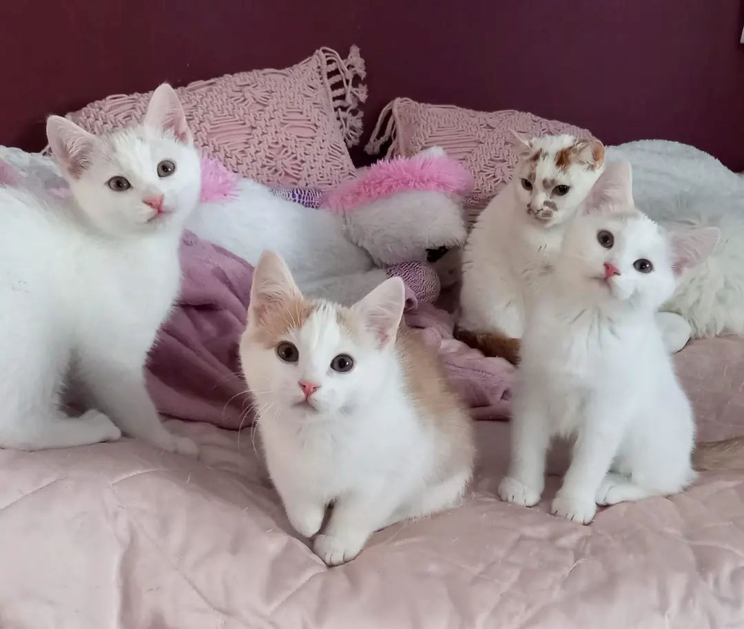 Europäische Kurzhaarkätzchen