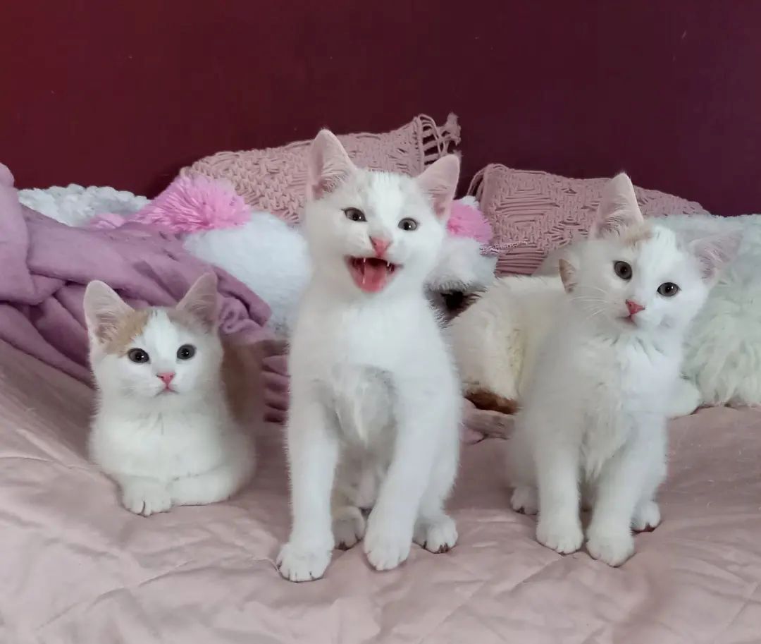 Europäische Kurzhaarkätzchen