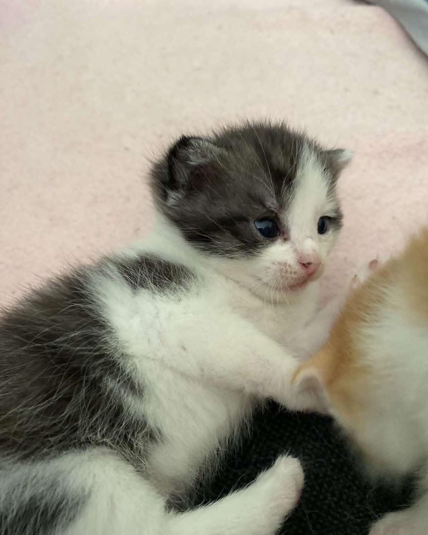 Europäisch Kurzhaar Kätzchen zu verkaufen
