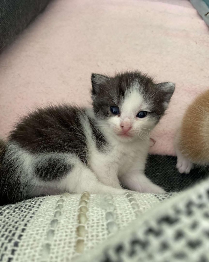 Europäisch Kurzhaar Kätzchen zu verkaufen
