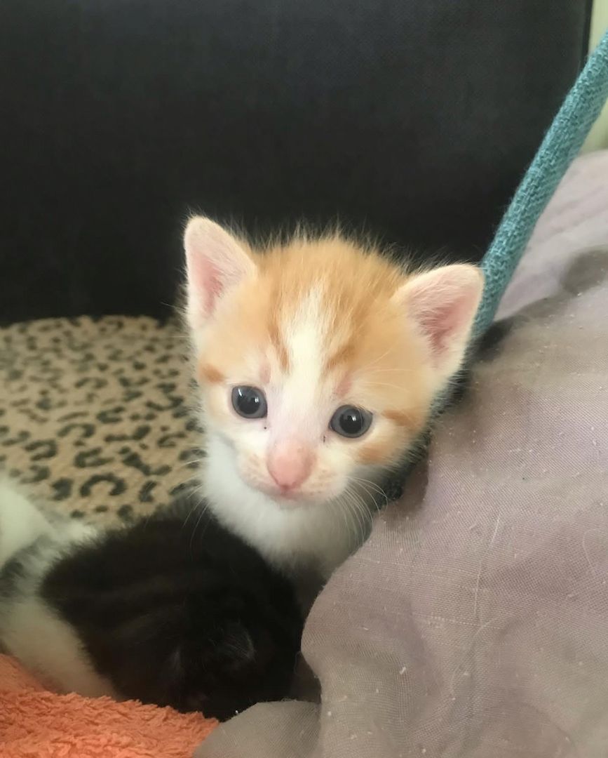 Europäische Kurzhaarkätzchen zu vermitteln