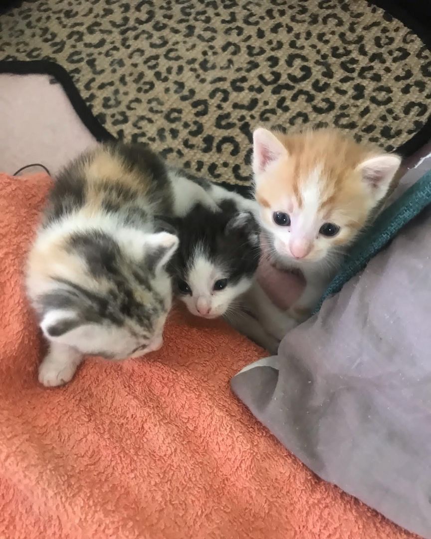 Europäische Kurzhaarkätzchen zu vermitteln