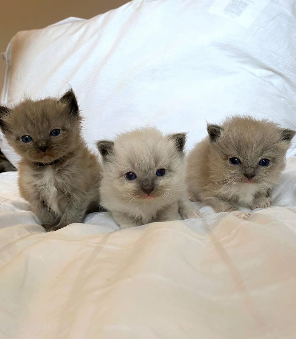 Ragdoll-Kätzchen zu verkaufen