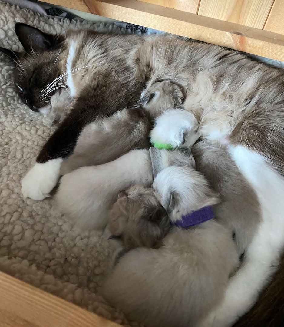 Ragdoll-Kätzchen verfügbar