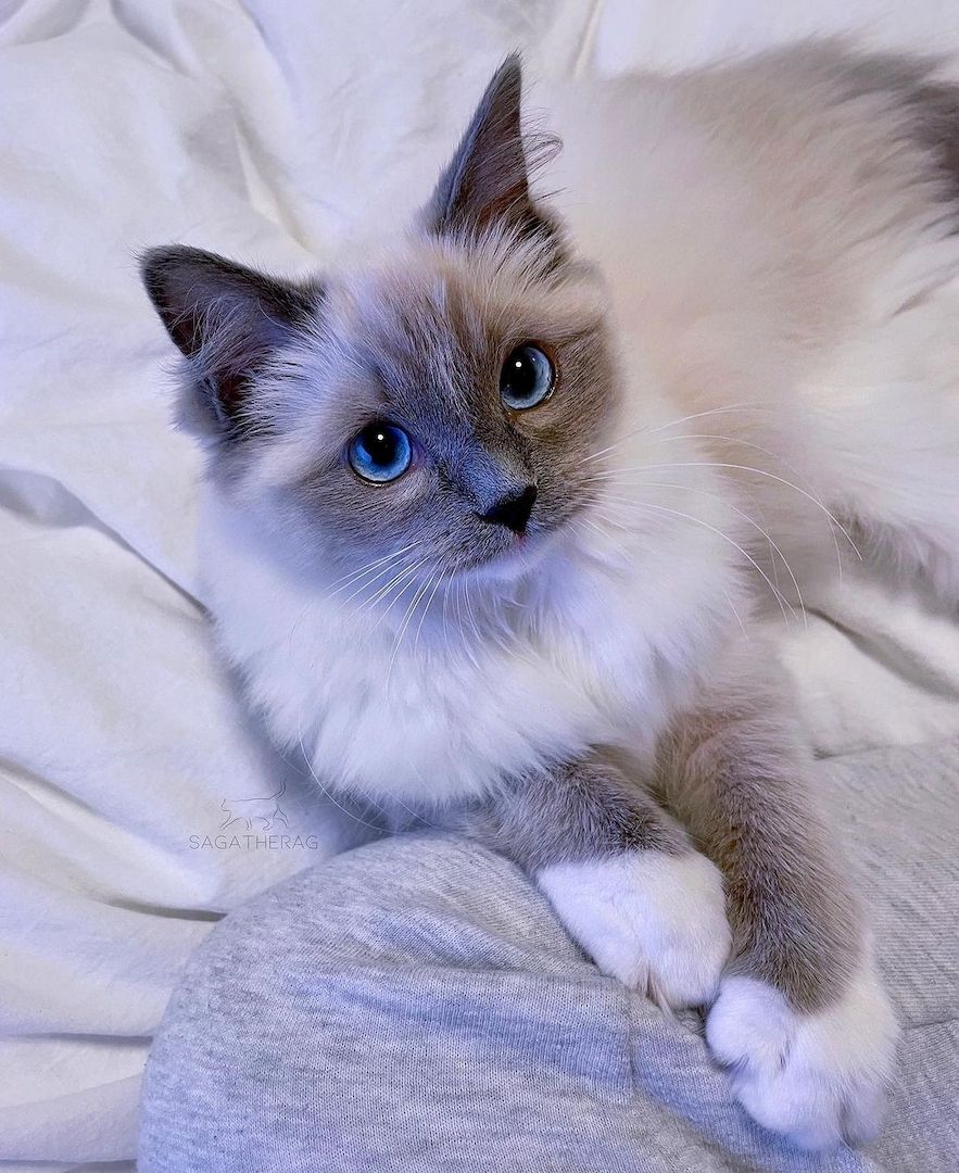 Ragdoll-Kätzchen zu vermitteln