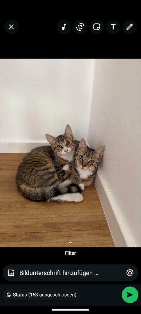 Kitten Babykatzen Katerchen Main Coon Mix inklusive Zubehör