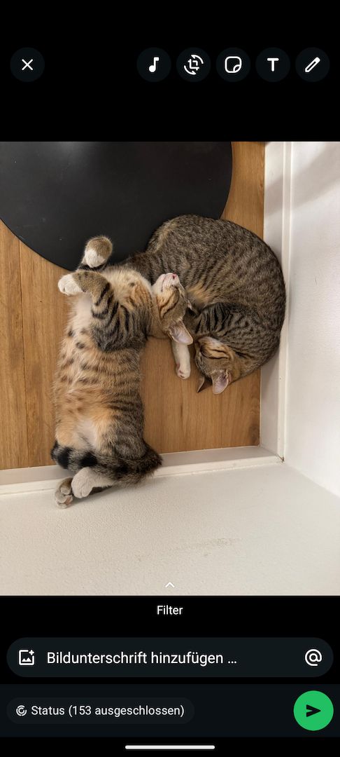 Kitten Babykatzen Katerchen Main Coon Mix inklusive Zubehör