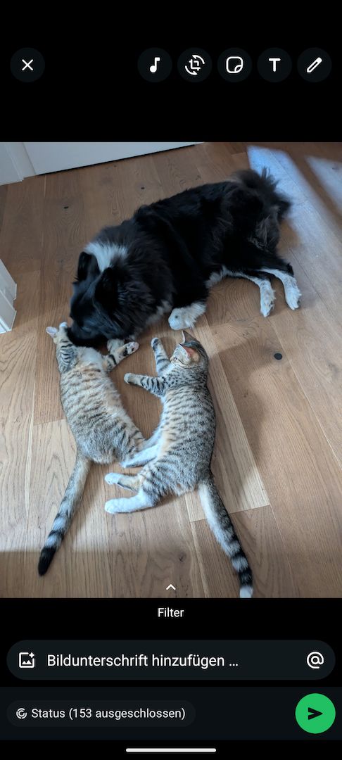 Kitten Babykatzen Katerchen Main Coon Mix inklusive Zubehör