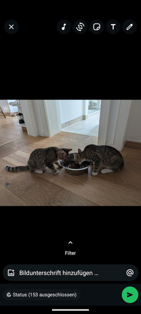 Kitten Babykatzen Katerchen Main Coon Mix inklusive Zubehör