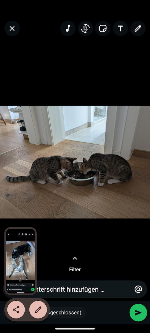 Kitten Babykatzen Katerchen Main Coon Mix inklusive Zubehör