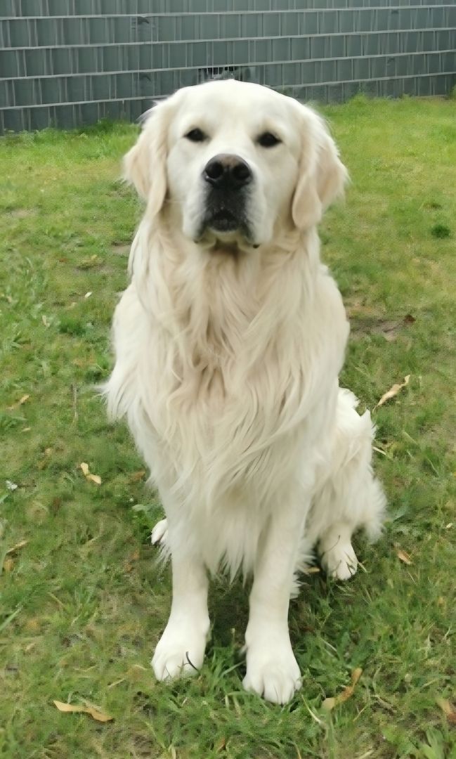 Sie sind da! Golden Retriever Welpen reinrassig Wurftag: 2. Juli 2025 - 8 Welpen 