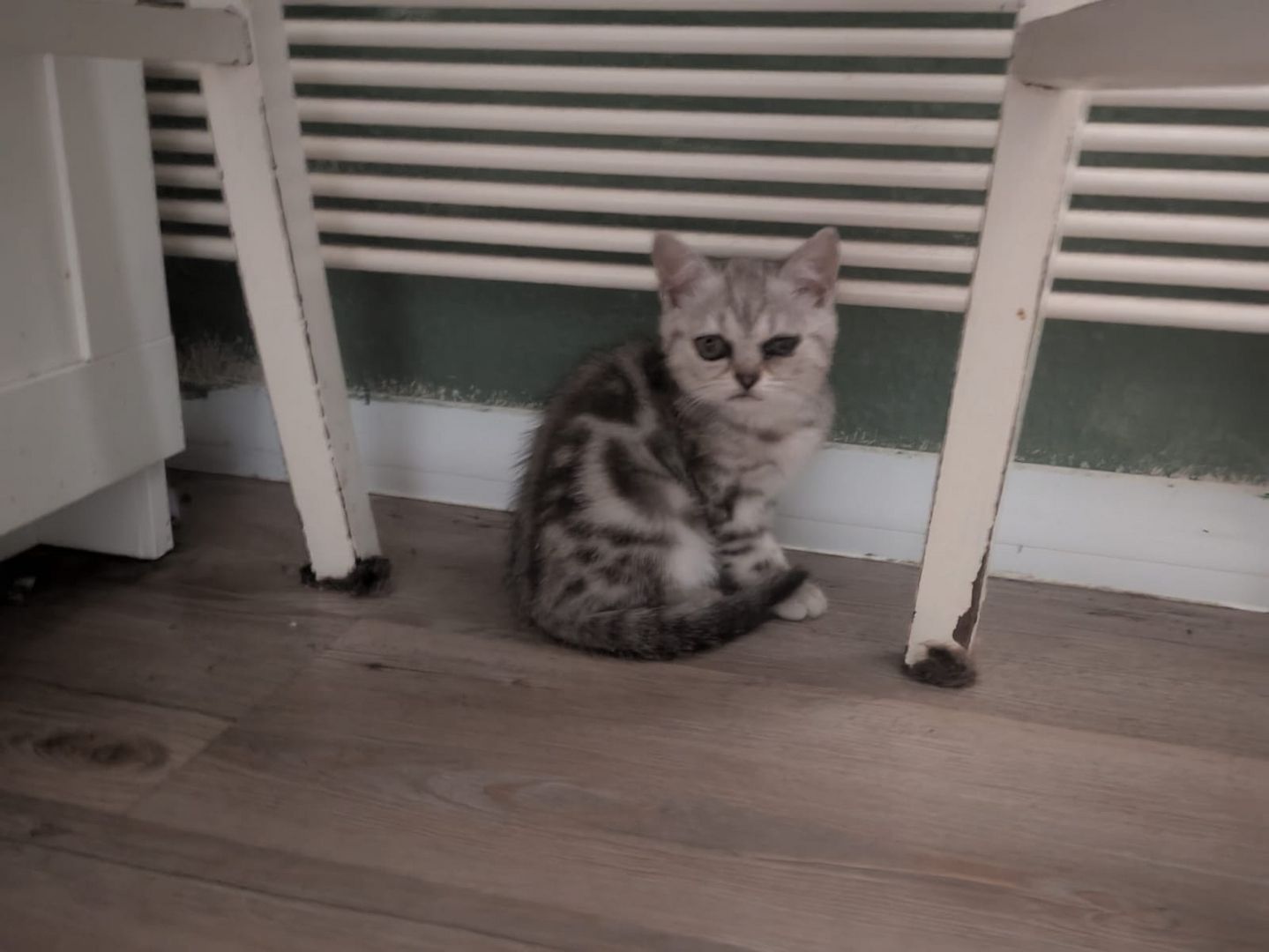 2 BKH Kitten (Weiblich)